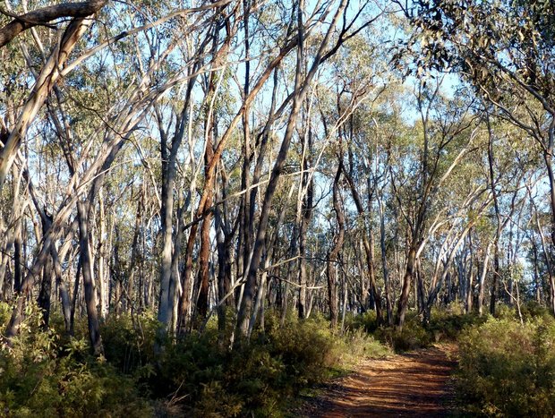 Photo 16 for Candlebark Retreat