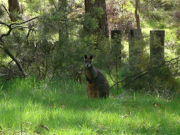 Photo 13 for Kookaburra Cottage