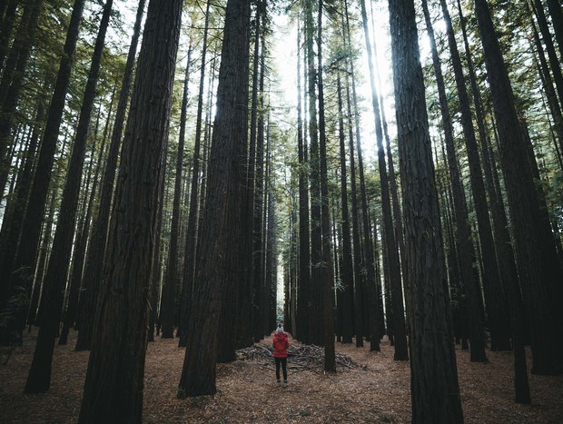 Photo 14 for Tiny House in a Big Forest