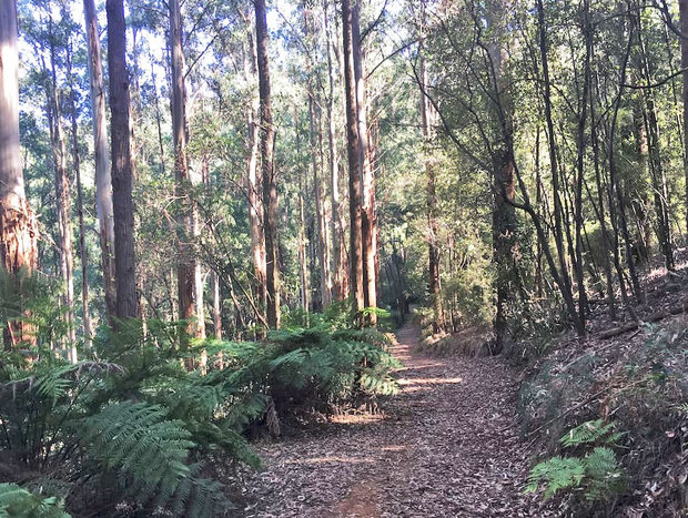 Photo 23 for A Forest Retreat @ Wild Orchid Olinda