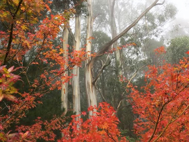 Photo 32 for A Forest Retreat @ Wild Orchid Olinda