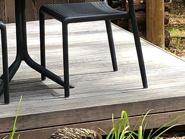 Photo 22 for Creekside Tiny House in Sub-tropical Rainforest