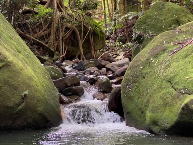 Explore the Rainforest