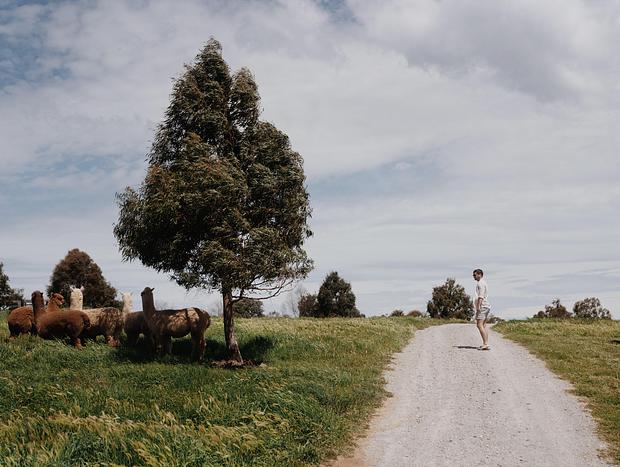 Photo 2 for Alpacas & Wallabies