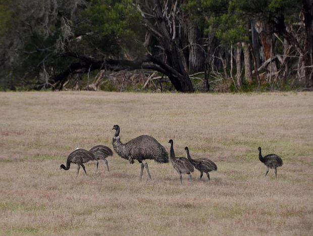 Photo 38 for A Boat in the Grampians - Nature Lovers Eco Retreat