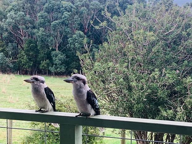 Photo 27 for Tiny Talulah - Apollo Bay Tiny Stays - Farm Stay