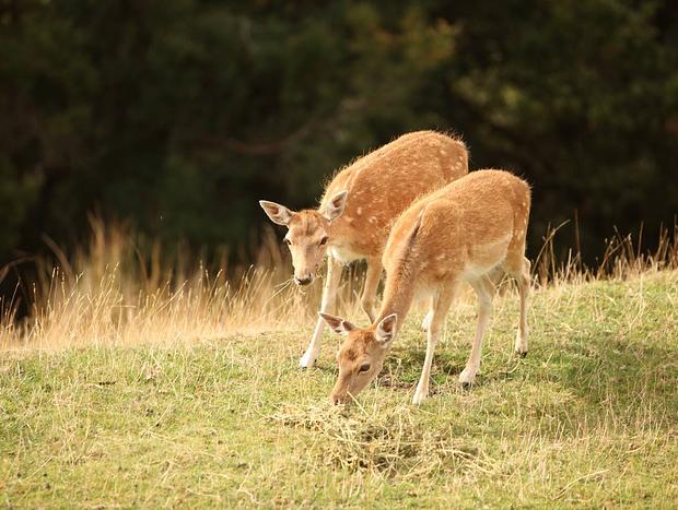 Photo 13 for Valley View Nature Retreat – Tranquil Farm Stay in Apollo Bay