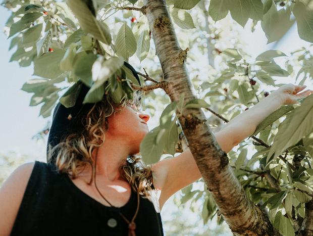Photo 2 for Cherry picking