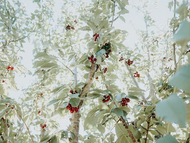 Photo 3 for Cherry picking