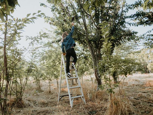 Photo 5 for Cherry picking