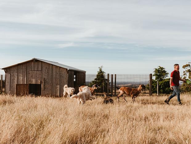 Photo 2 for Roaming the farm.