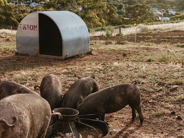 Photo 5 for Roaming the farm.