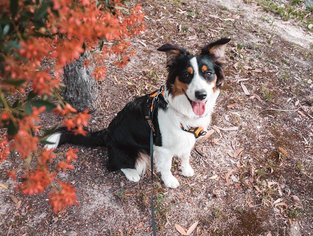 Photo 22 for Dog Friendly Billabong Retreat