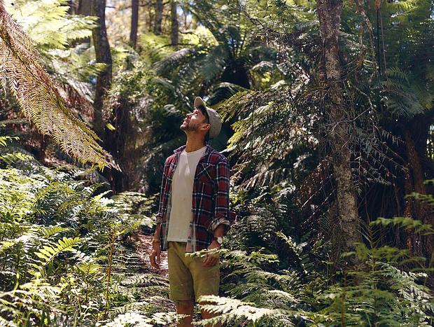 Photo 2 for Exploring Errinundra's Old Growth Forest