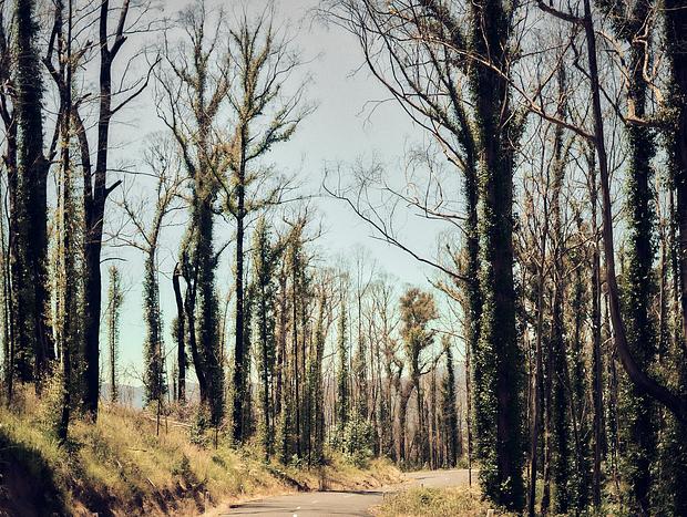 Photo 1 for The winding road to Goongerah