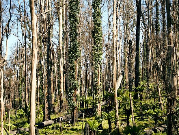 Photo 3 for The winding road to Goongerah
