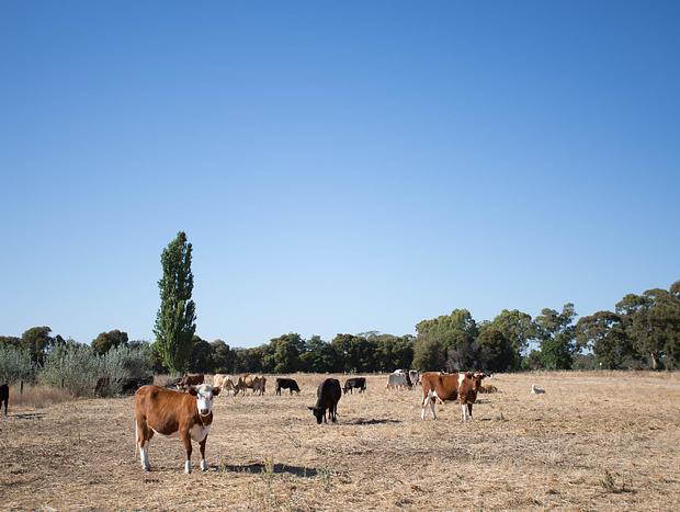 Photo 15 for Organic Farm Stay