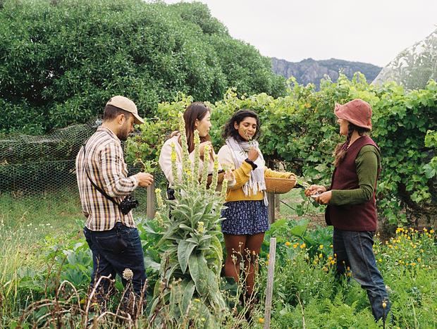 Photo 6 for Edible Bush Weeds Walk with Suzy
