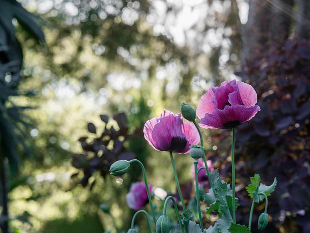 Photo 48 for Mokepilly Macedon Ranges - A Country Garden Escape