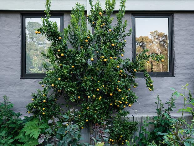 Photo 44 for Mokepilly Macedon Ranges - A Country Garden Escape