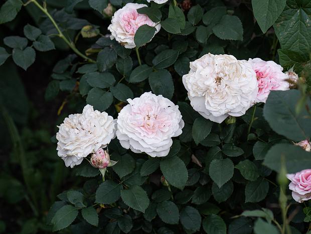 Photo 51 for Mokepilly Macedon Ranges - A Country Garden Escape