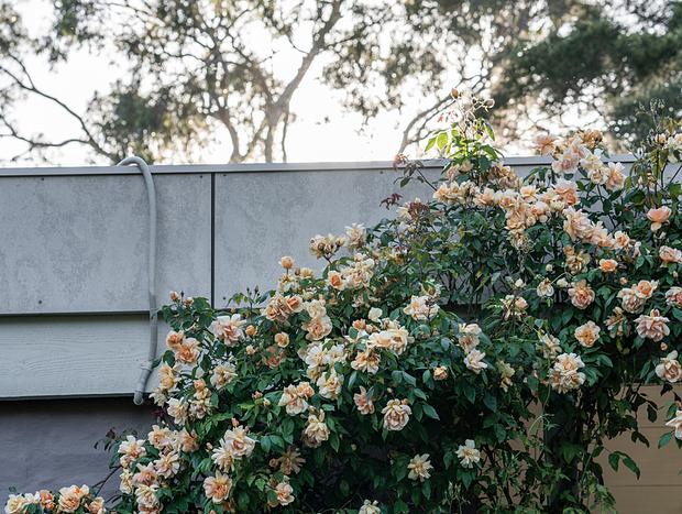Photo 41 for Mokepilly Macedon Ranges - A Country Garden Escape