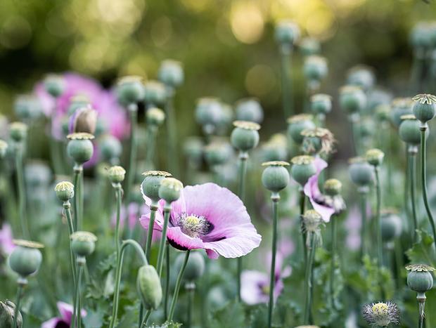 Photo 52 for Mokepilly Macedon Ranges - A Country Garden Escape