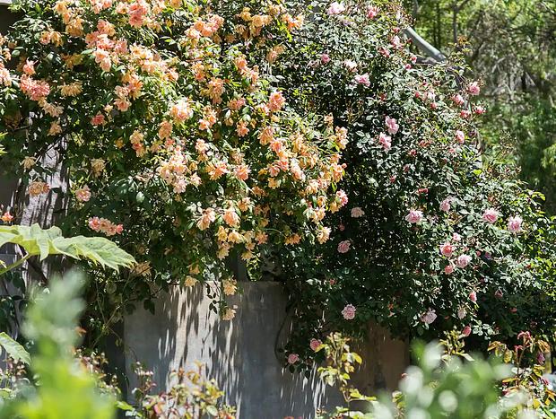 Photo 43 for Mokepilly Macedon Ranges - A Country Garden Escape
