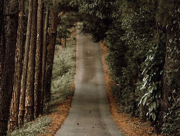 Photo 30 for Byron Bay hinterland vintage-styled nature oasis