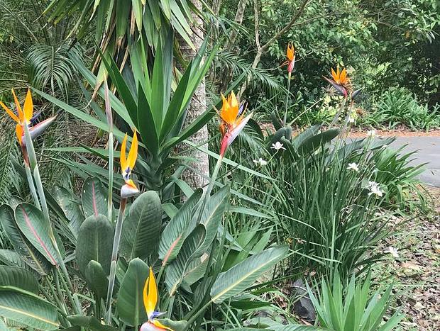 Photo 42 for Byron Bay hinterland vintage-styled nature oasis