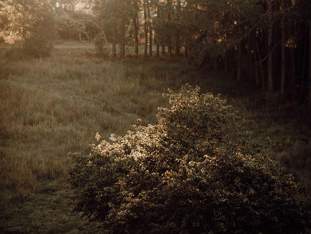 Photo 41 for Byron Bay hinterland vintage-styled nature oasis