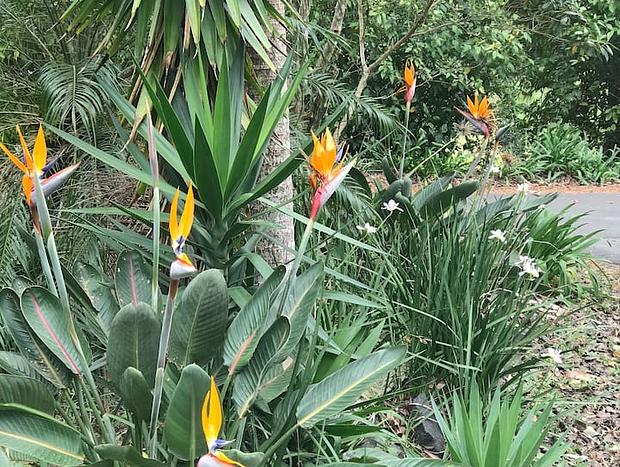 Photo 22 for Byron Bay Hinterland Escape