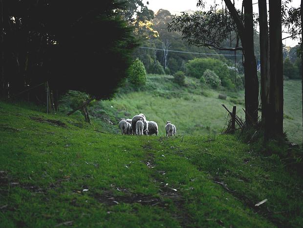 Photo 17 for Top Of The Otways - Country Cottage