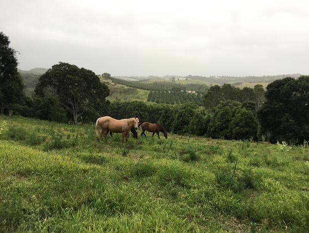 Photo 17 for Byron Hinterland Guest house