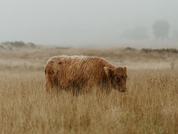 Photo 10 for Beyond the Highland Mist