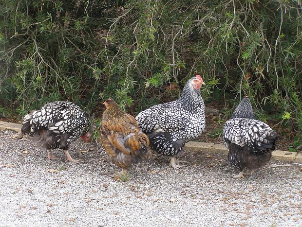 Photo 17 for Tranquil Farm Stay
