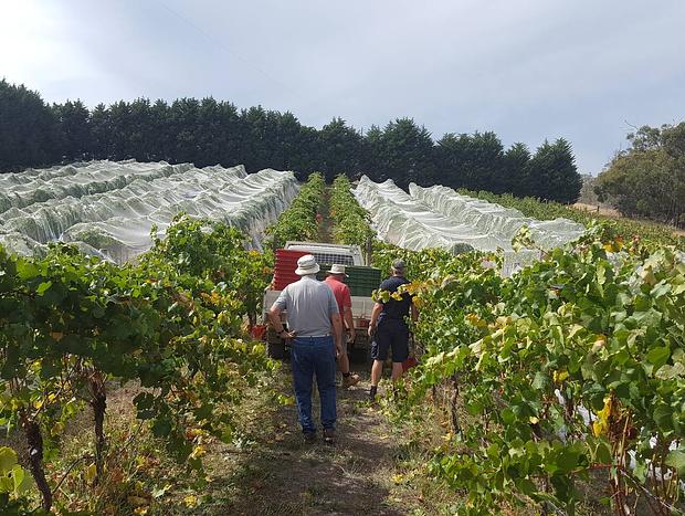 Photo 24 for On a Peaceful Vineyard in the Yarra Valley (A1)
