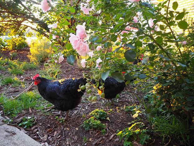 Photo 28 for On a Peaceful Vineyard in the Yarra Valley (A1)