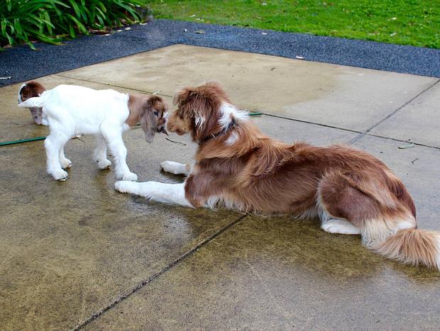 Photo 20 for Mollies Farm - Farm Stay in the Dooralong Valley