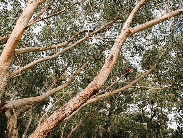 Photo 4 for Mesmerised in the Otway’s