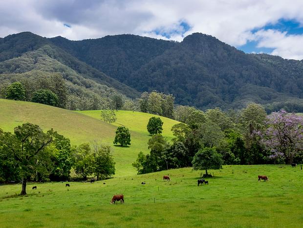Photo 15 for Hinterhouse - On the Never Never River Near Bellingen