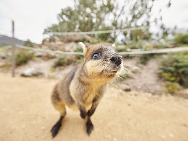 Photo 4 for Halls Gap Zoo