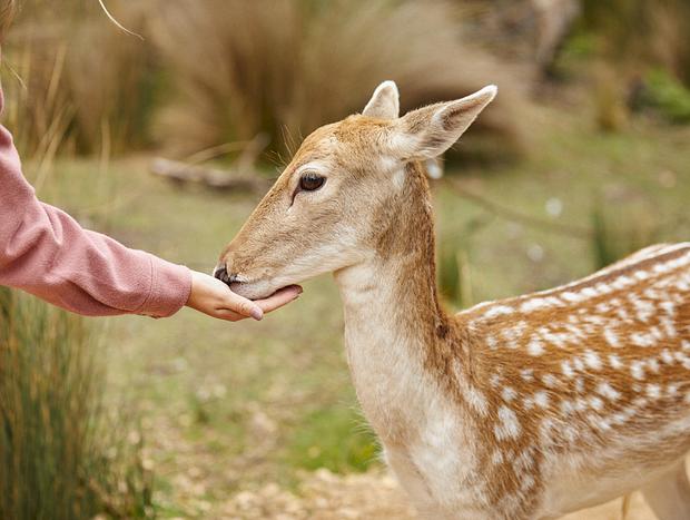 Photo 2 for Halls Gap Zoo