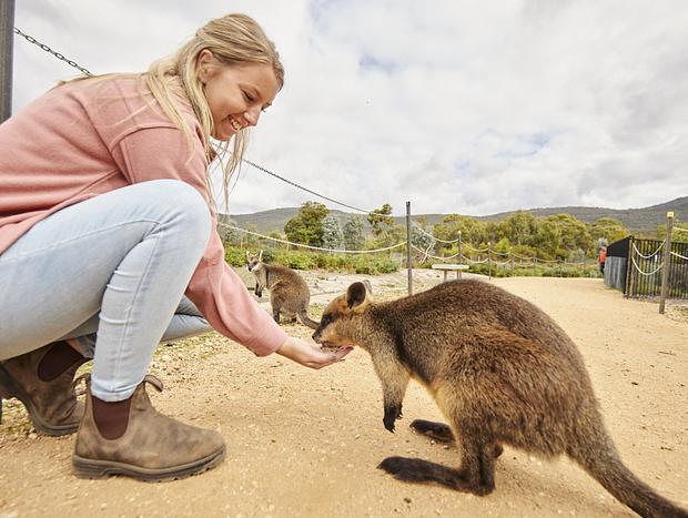 Photo 5 for Halls Gap Zoo