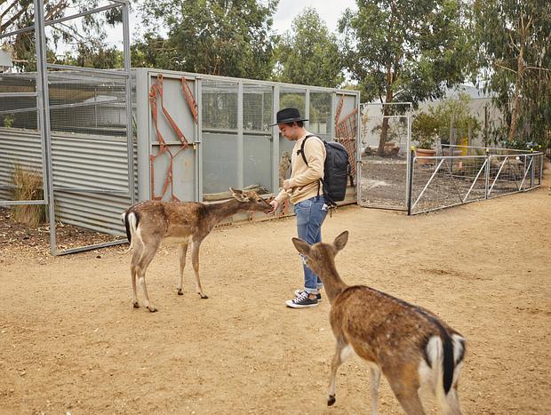 Photo 1 for Halls Gap Zoo