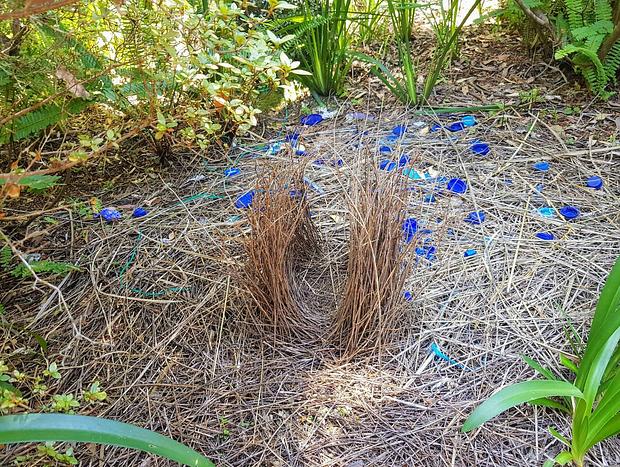 Photo 24 for Kiwarrak Country Retreat - The Bower