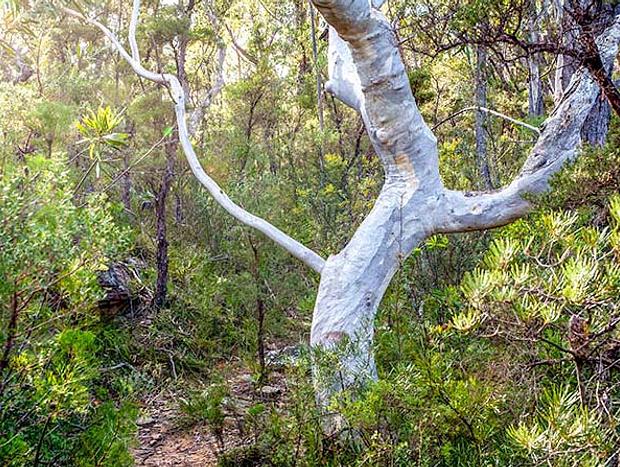 Photo 5 for Lovers Walking Track