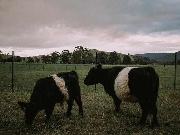Photo 2 for Exploring the Glenlowren Farm