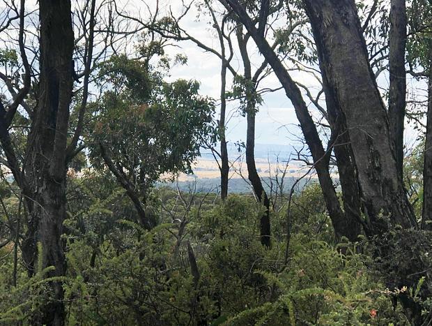 Photo 3 for Fryers Ridge Nature Conservation Reserve