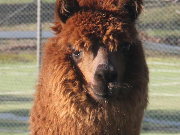 Photo 22 for Wallinga Farmstay - Mudgee